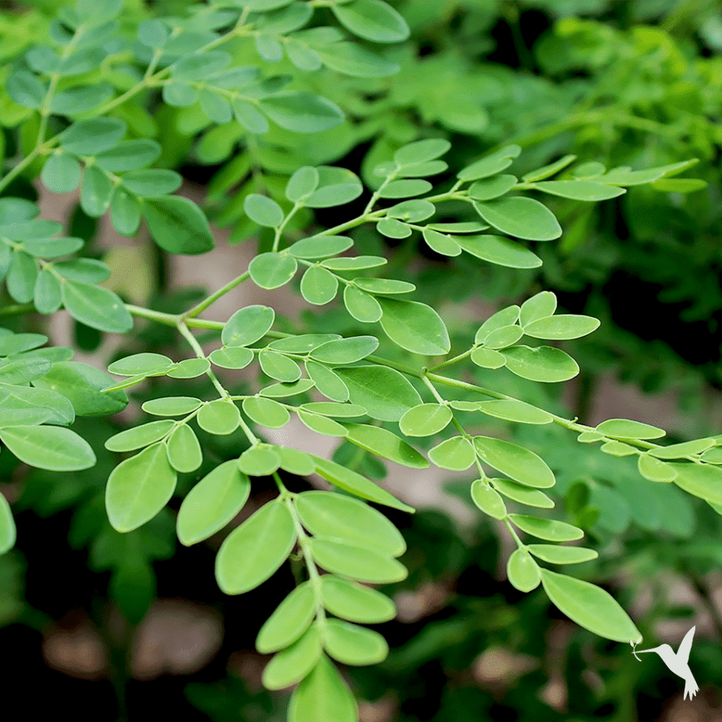 Moringa Nutrition Facts