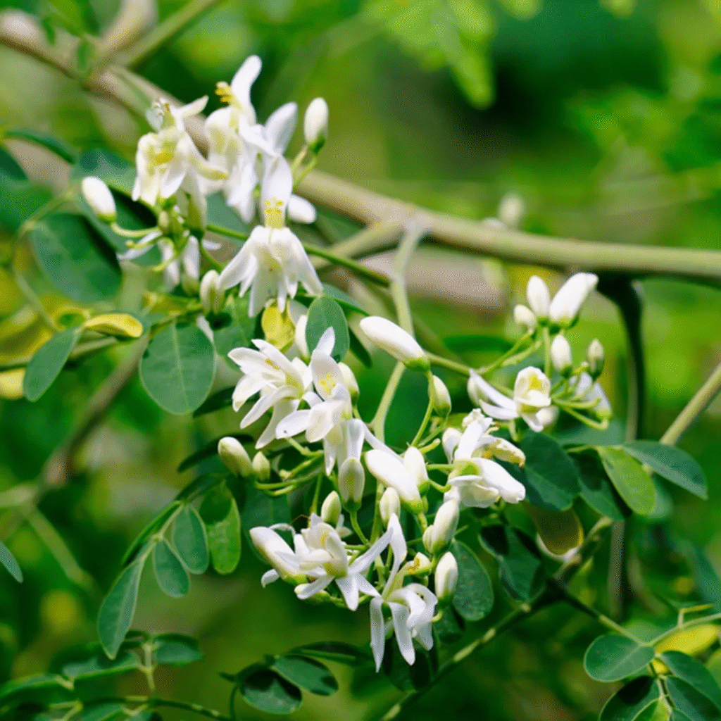 Health Benefits of Moringa
