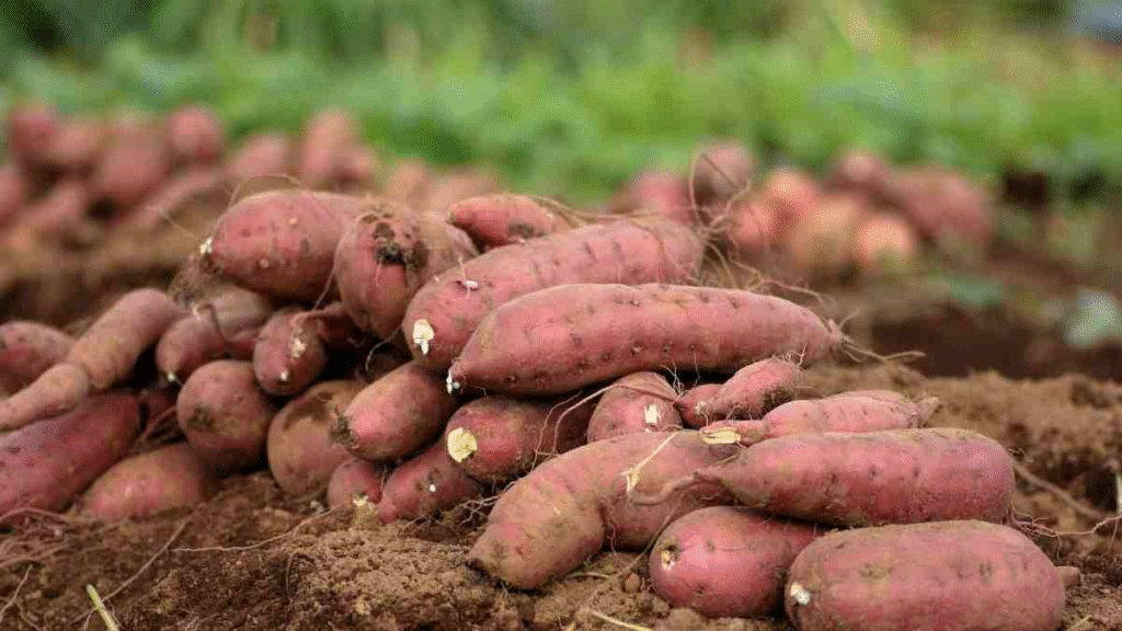 Sweet Potato Benefits