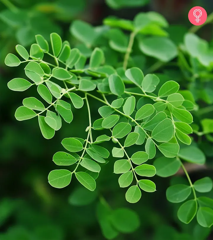 Benefits of Moringa