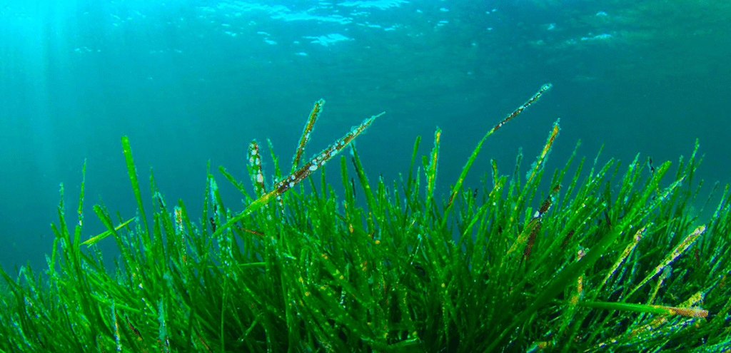 Benefits of Spirulina