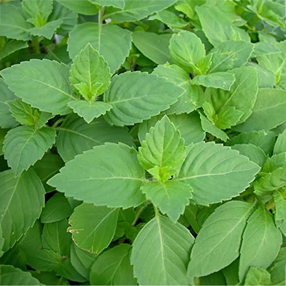 Tulsi & Curry leaves for health