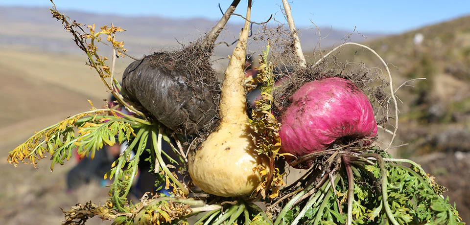 Uses of Maca Root