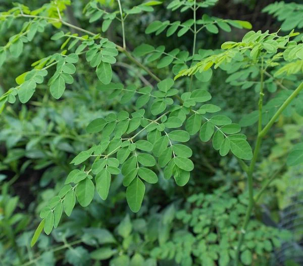 Moringa - Side Effects