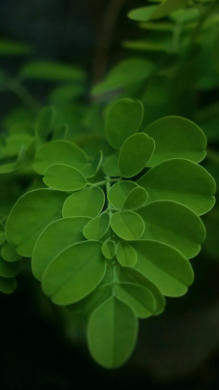Moringa