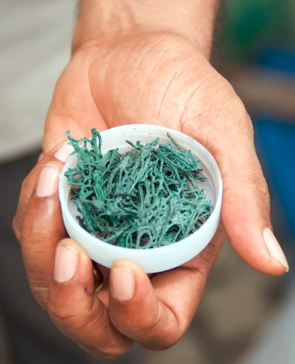 Spirulina