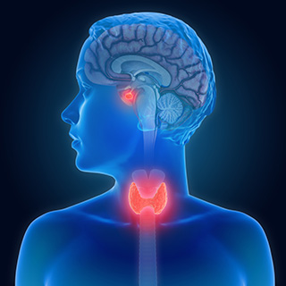 Endocrine Health