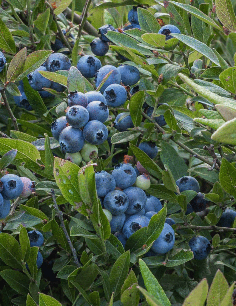 Health Benefits of Blueberry