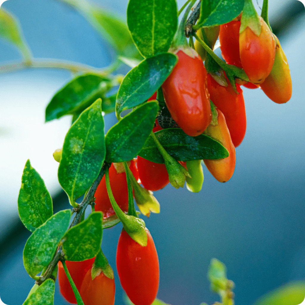 Nutrition Facts of goji berries