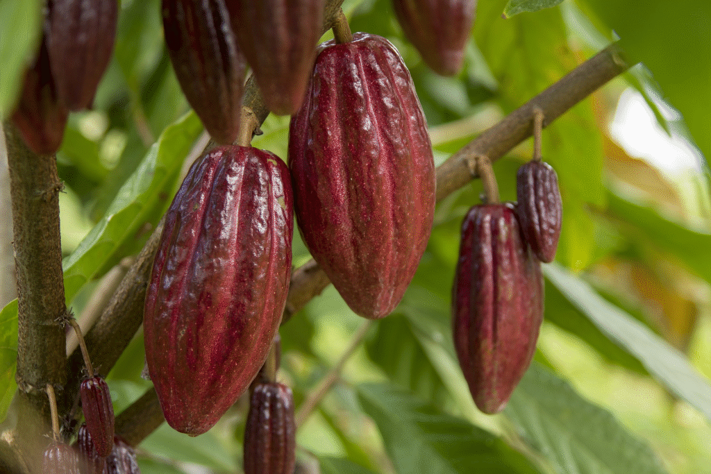 Benefits of Raw Cacao